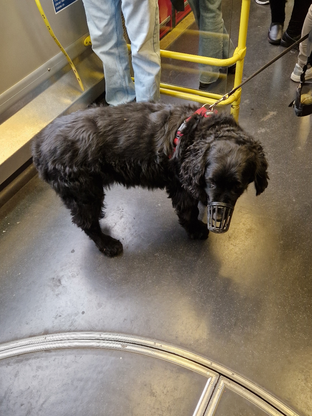 Hund in der U-Bahn