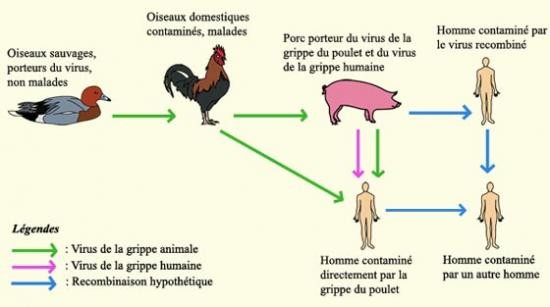 L’infection humaine à virus de la grippe aviaire hautement pathogène A(H5N1) résulte de la transmission du virus de l’oiseau à l’homme (restonsenforme.com) Cliquer pour agrandir l'image