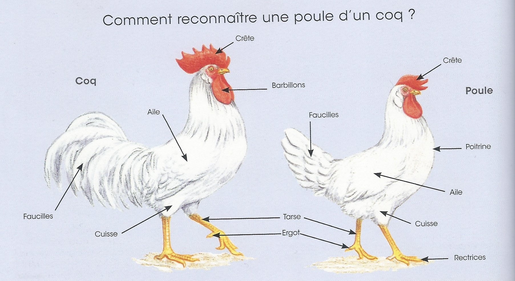Comment Reconnaitre Une Poule D Un Coq Poussin 2) Quelles sont les caractéristiques biologiques d’une poule et d'un