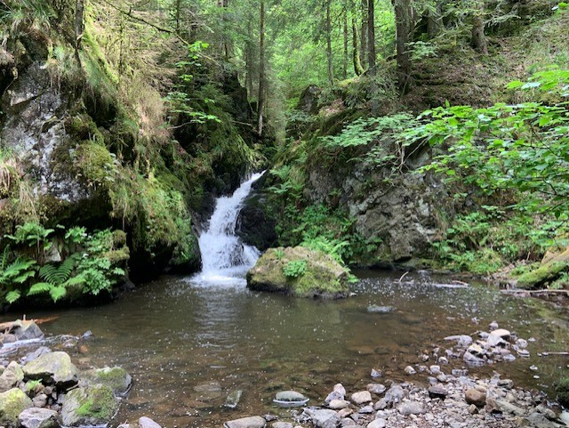 Bach im Wald