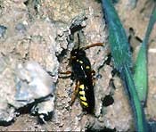 Weibchen der parasitären Kuckucksbiene Nomada fucata am Eingang der Wirtsbiene Andrena flavipes. Foto Gerd Reder
