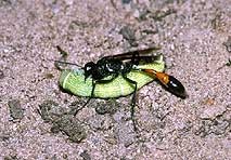 Weibchen der Sandwespe Ammophila sabulosa mit paralysierter Beute (Larvenproviant), Art unbekannt. Foto Gerd Reder
