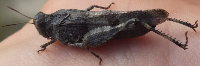 Blauflügelige Ödlandschrecke (Oedipoda caerulescens)  Die Blauflügelige Ödlandschrecke zeigt ihre blauen Flügel erst beim Flug.