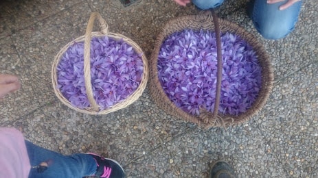 flores de azafrán recogidas a mano en una cesta