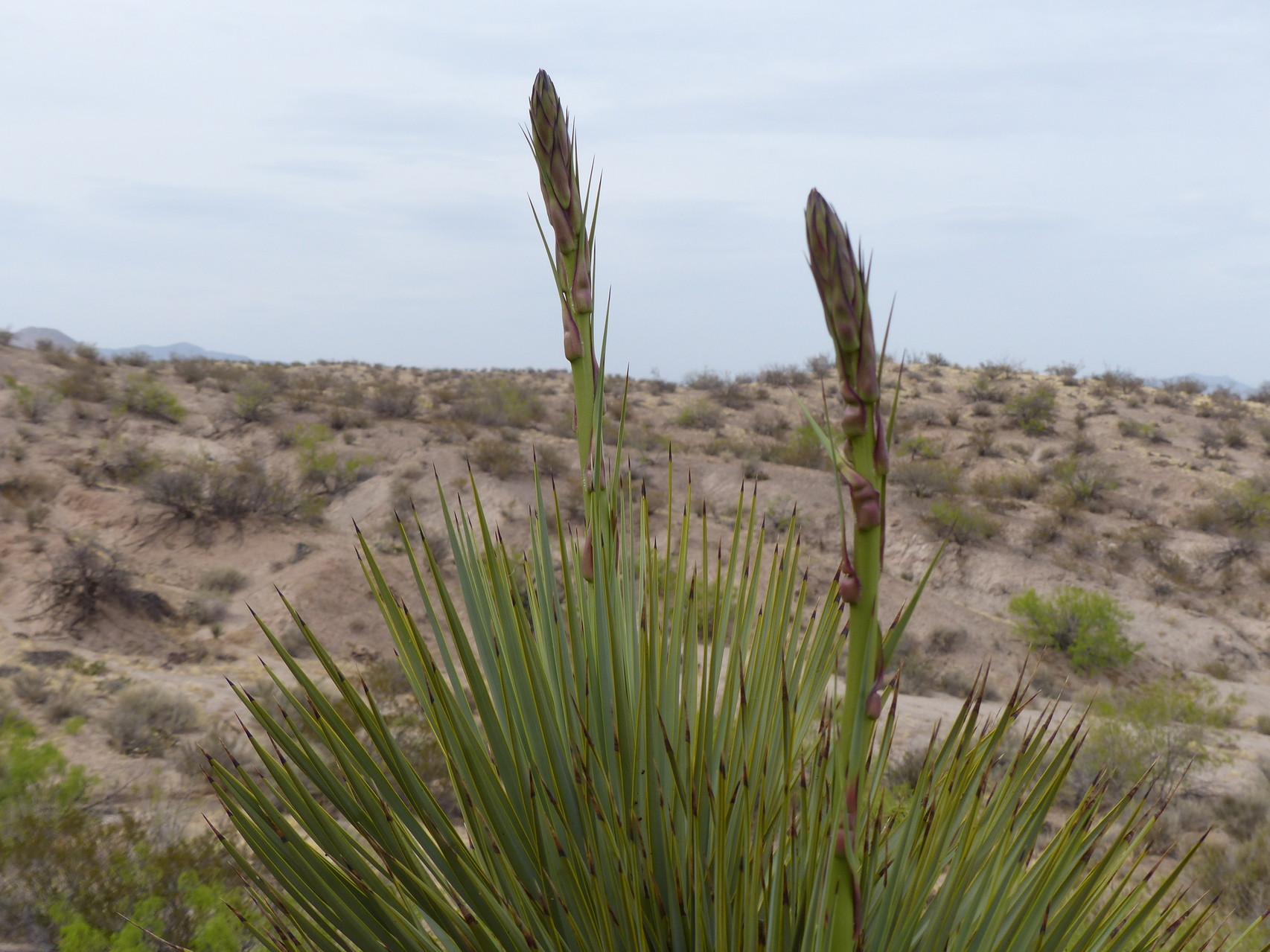 Spring Bloom in the Chihuahuan Desert Exploring New Mexico