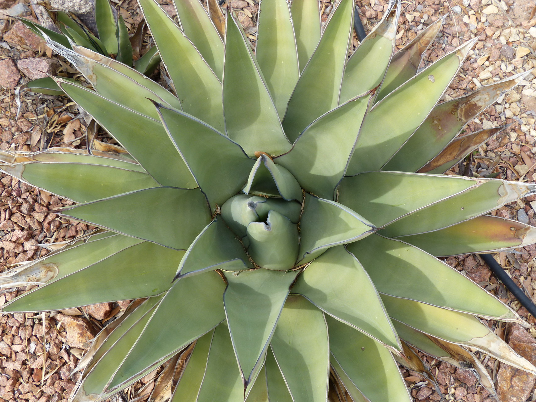 Spring Bloom in the Chihuahuan Desert Exploring New Mexico