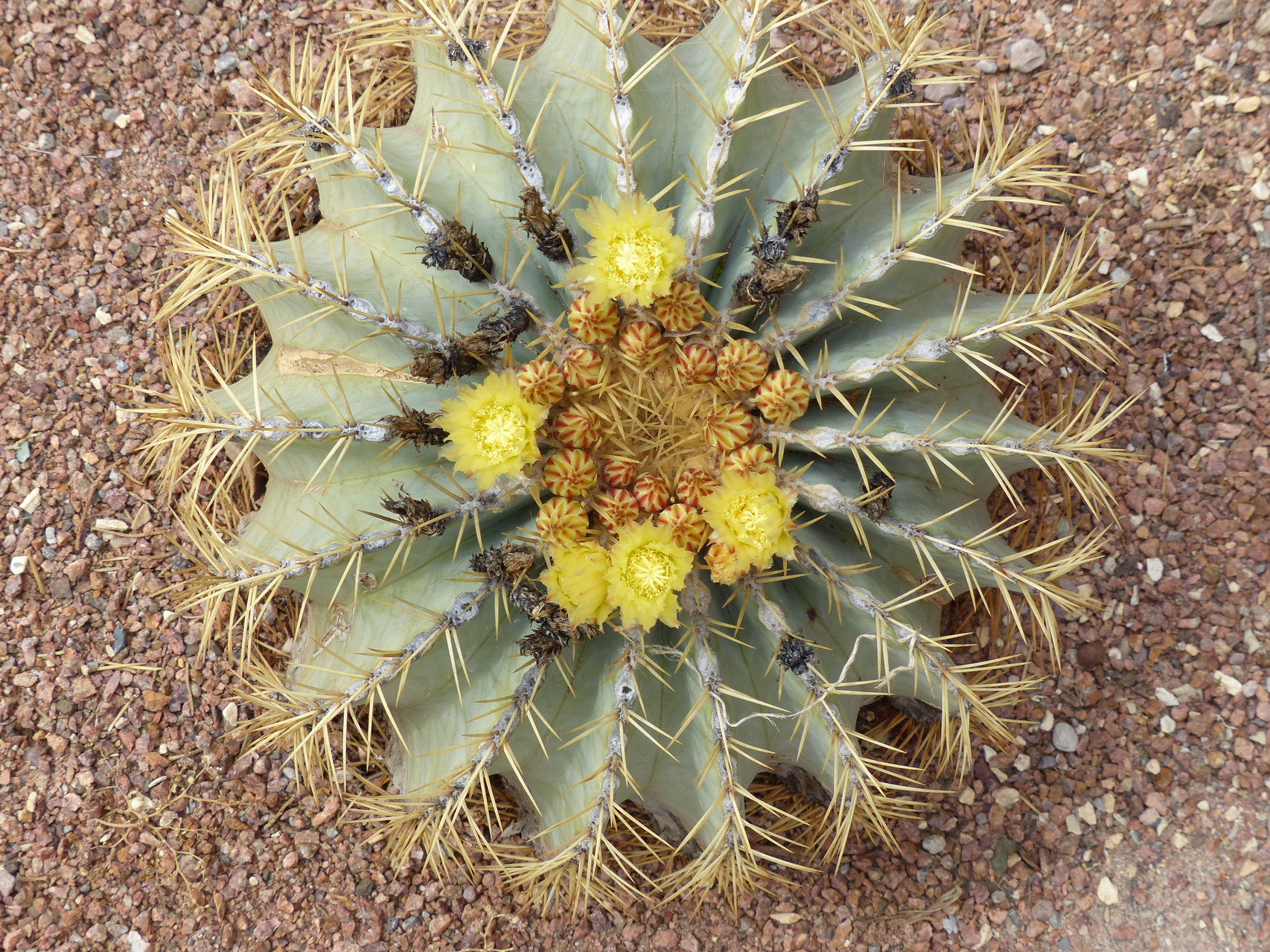 Spring Bloom in the Chihuahuan Desert Exploring New Mexico