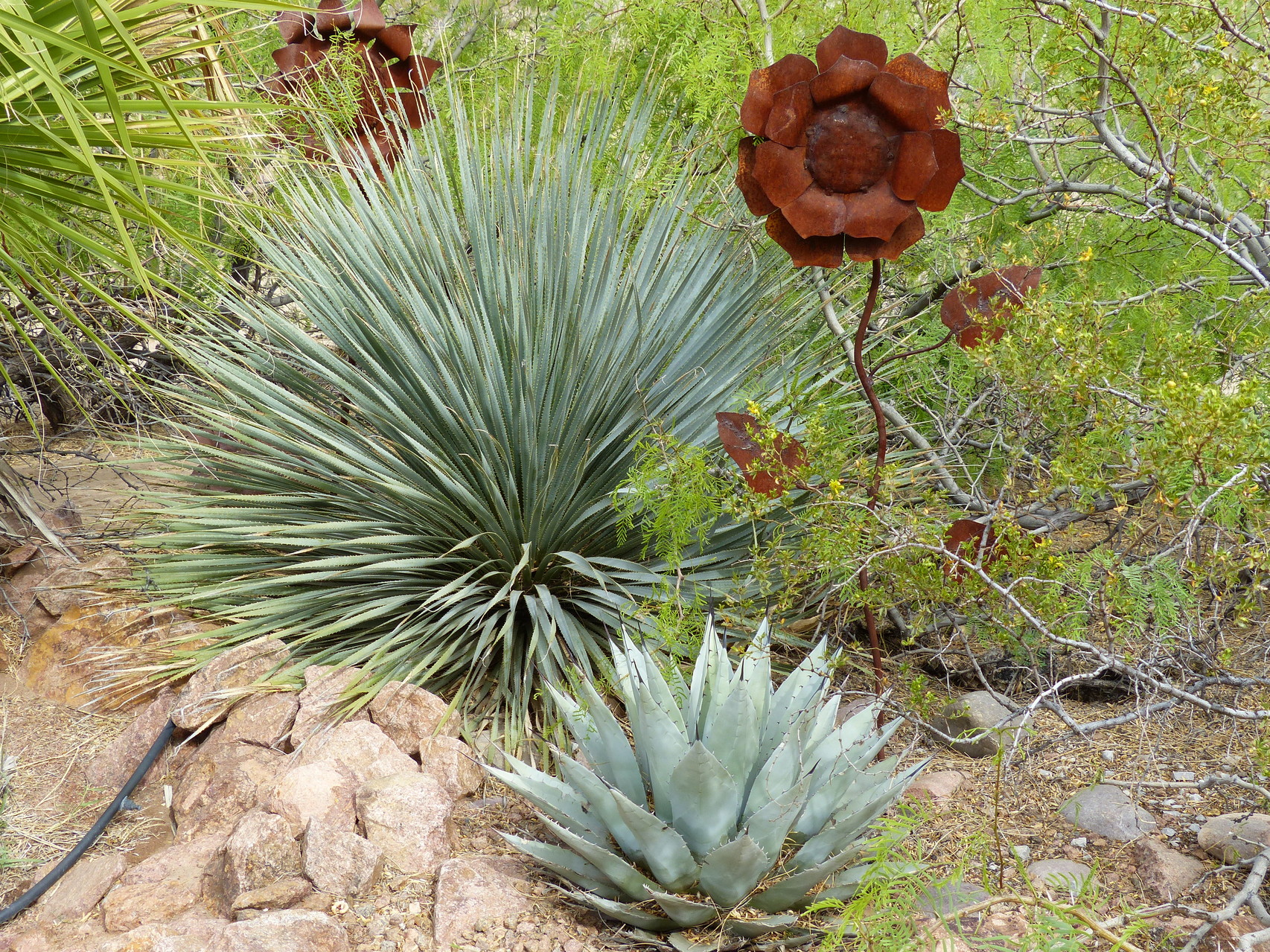 Spring Bloom in the Chihuahuan Desert Exploring New Mexico