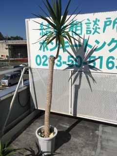 観葉植物ユッカ