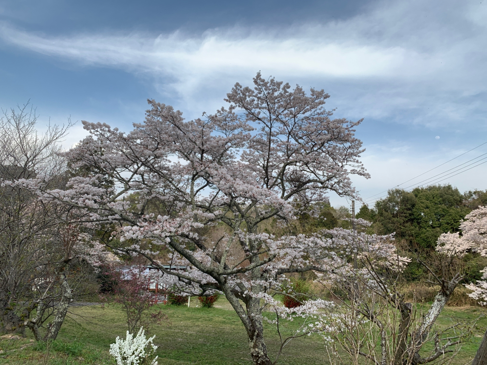 2021年のギャラリー前の吉野桜です。