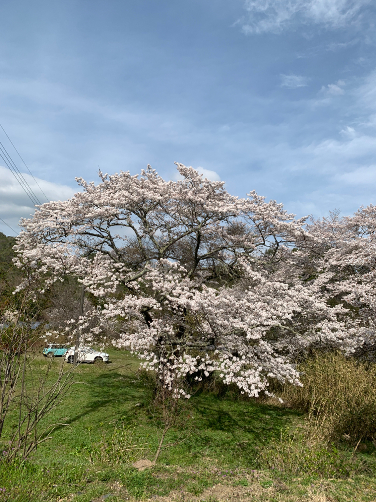 2021年満開の桜。