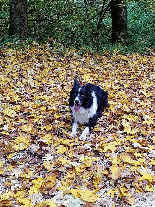 Ella im wunderschönen Herbstwald!