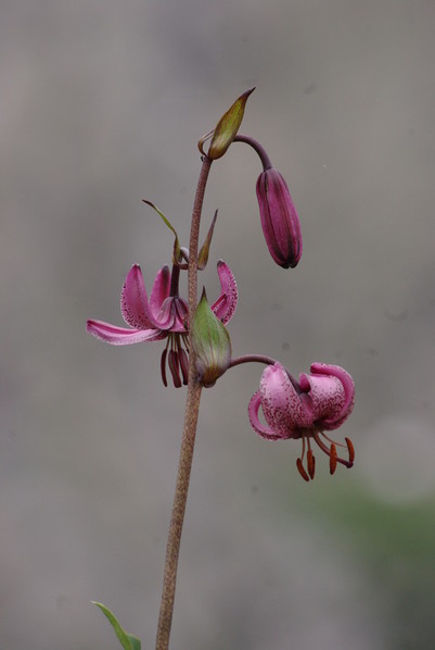 lys martagon, sur les pentes au dessus du gîte de groupe