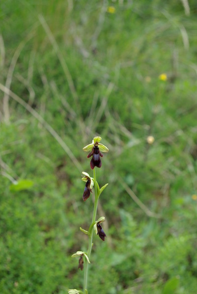 ophrys mouche sur un sentier derrière le gîte de groupe