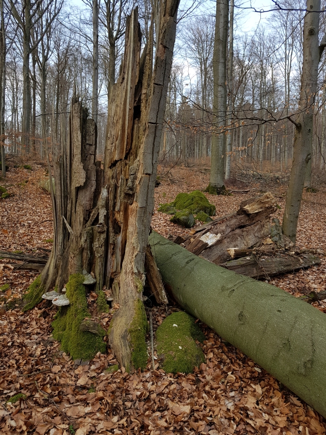 Durch Fällung zerstörter Biotopbaum