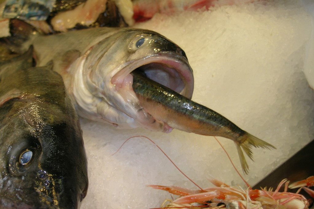 5. Tag: La Trinité (Fisch Halle)