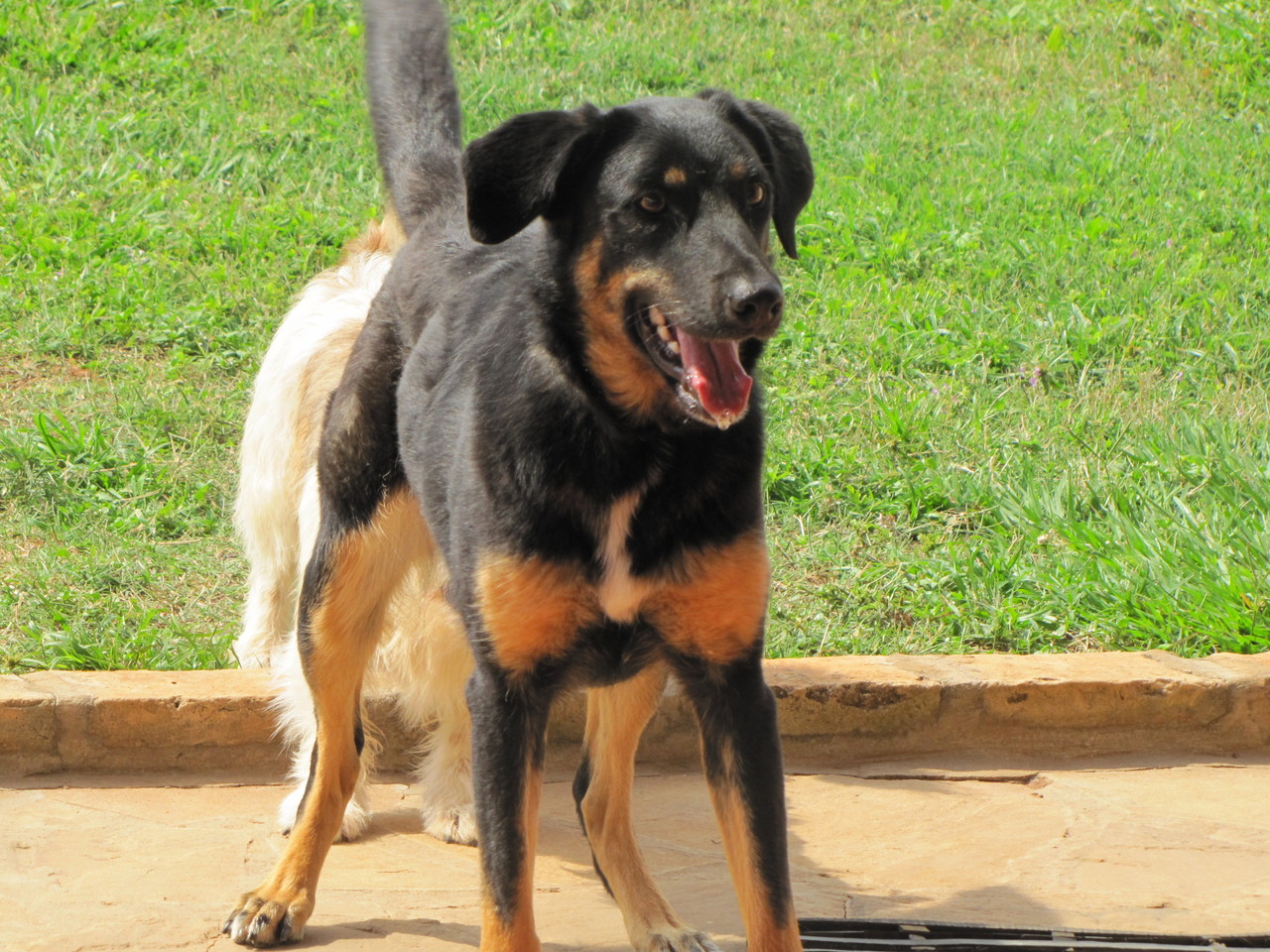 Kira - Hund....leider in der zweiten Woche meiner Ferien an einem Virus gestorben!