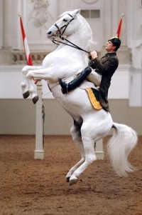 Lipizzaner