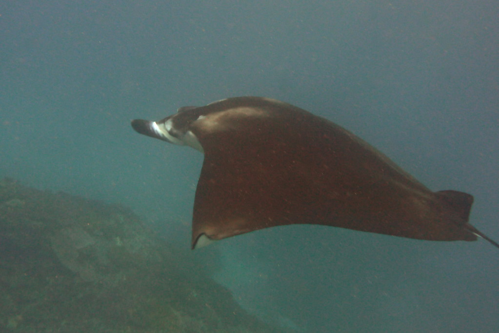 Manta