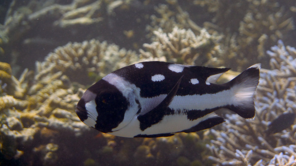 Schwarzweiß - Schnapper Jungfisch