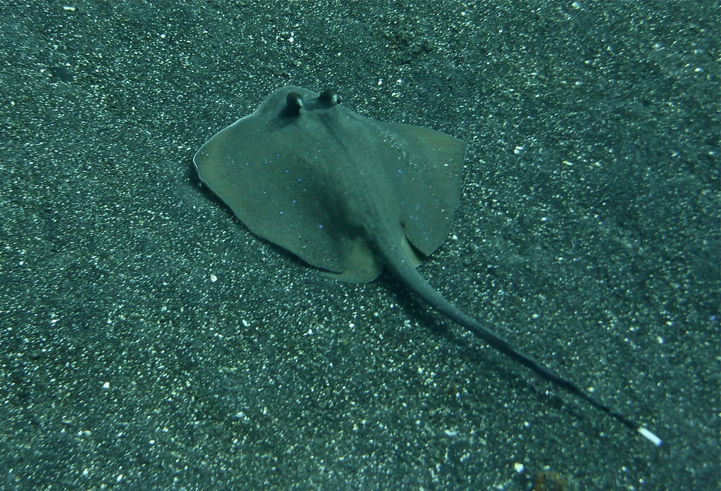 Blaupunktrochen