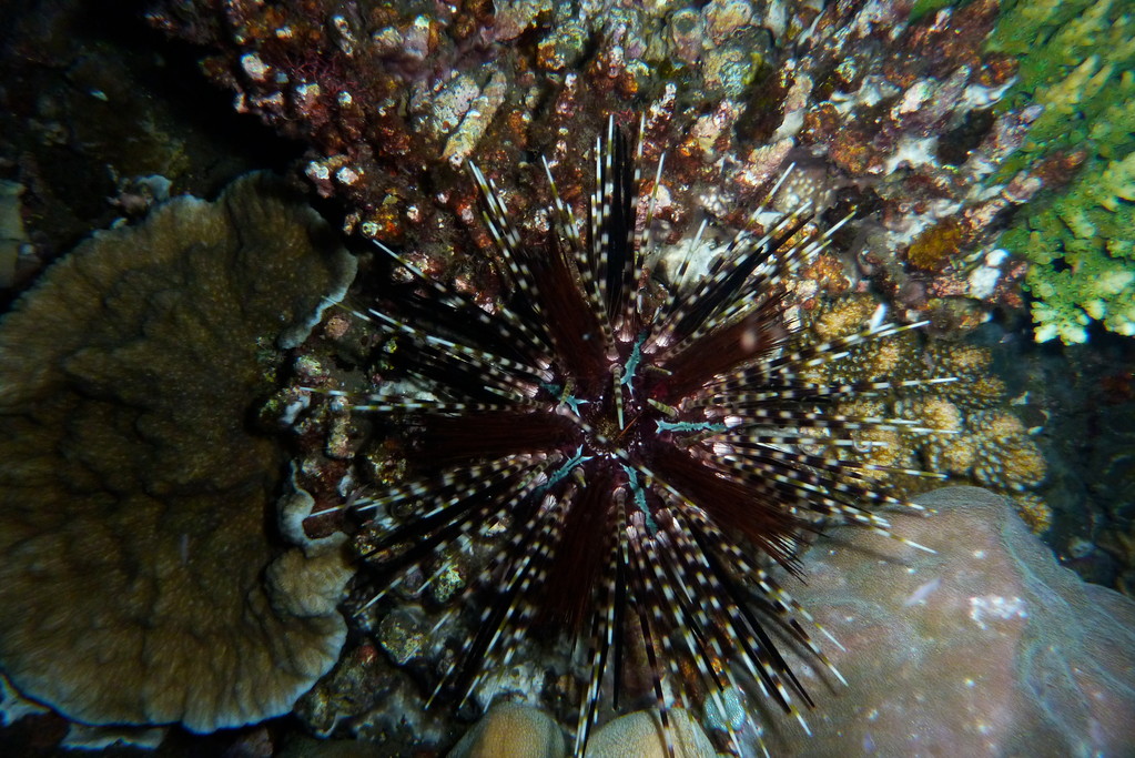 Seeigel