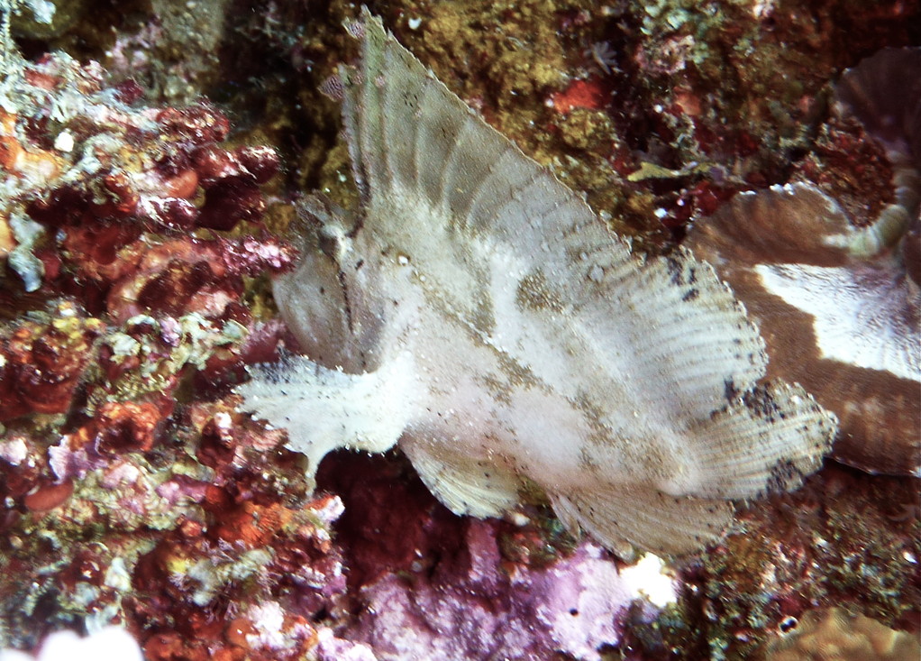 weisser Schaukelfisch