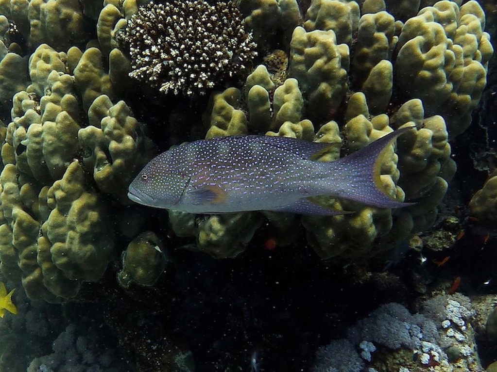 Mondsichel - Juwelenbarsch ( Moon grouper )