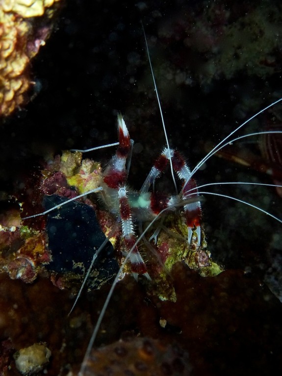 Gebänderte Scherengarnele ( Banded boxer shrimp )