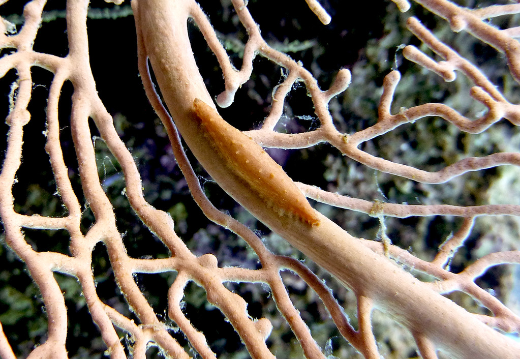 Spindel-Eischnecke