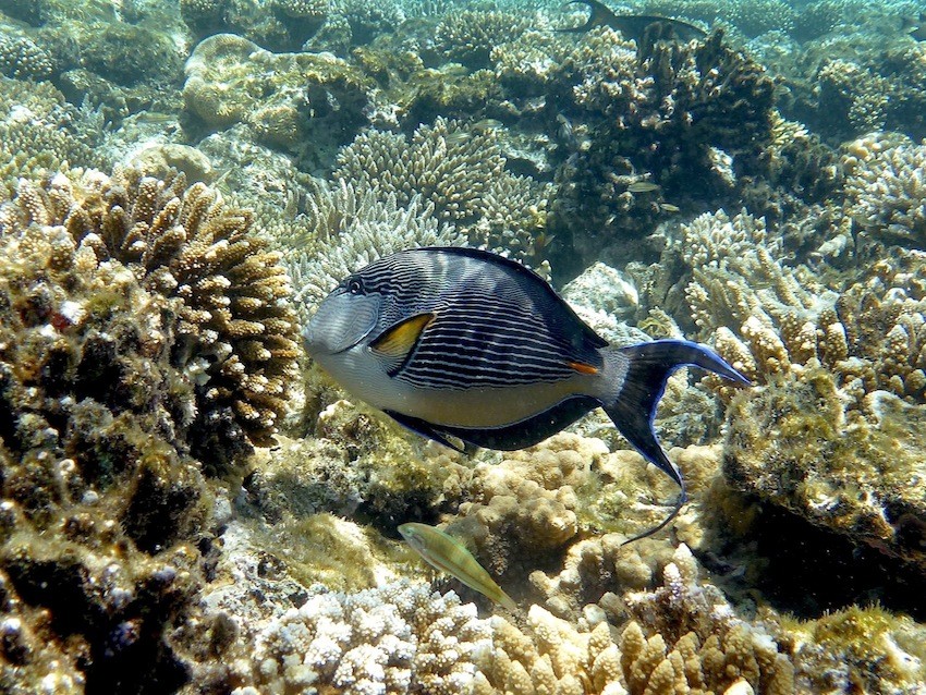 Arabischer Doktorfisch ( Arabian surgeonfish )