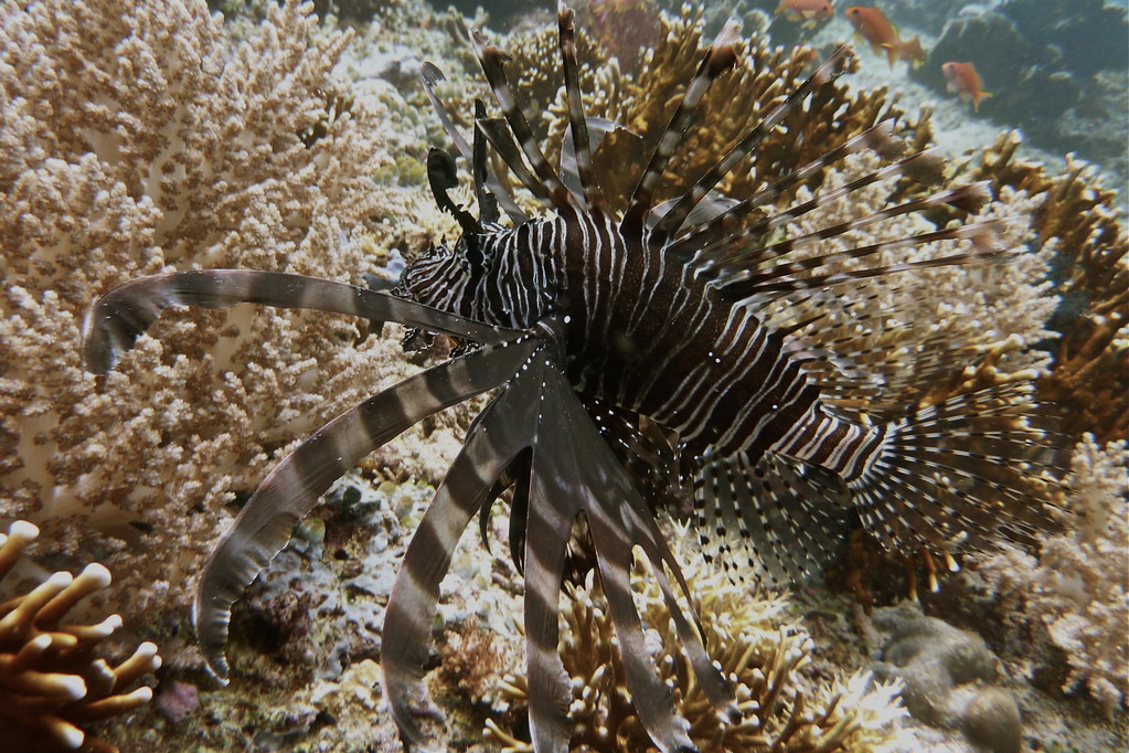 Rotfeuerfisch