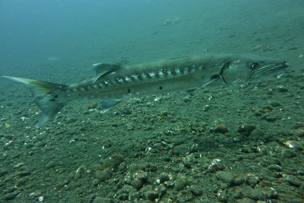 Barrakuda