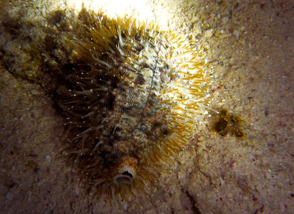 Hirschkaurie