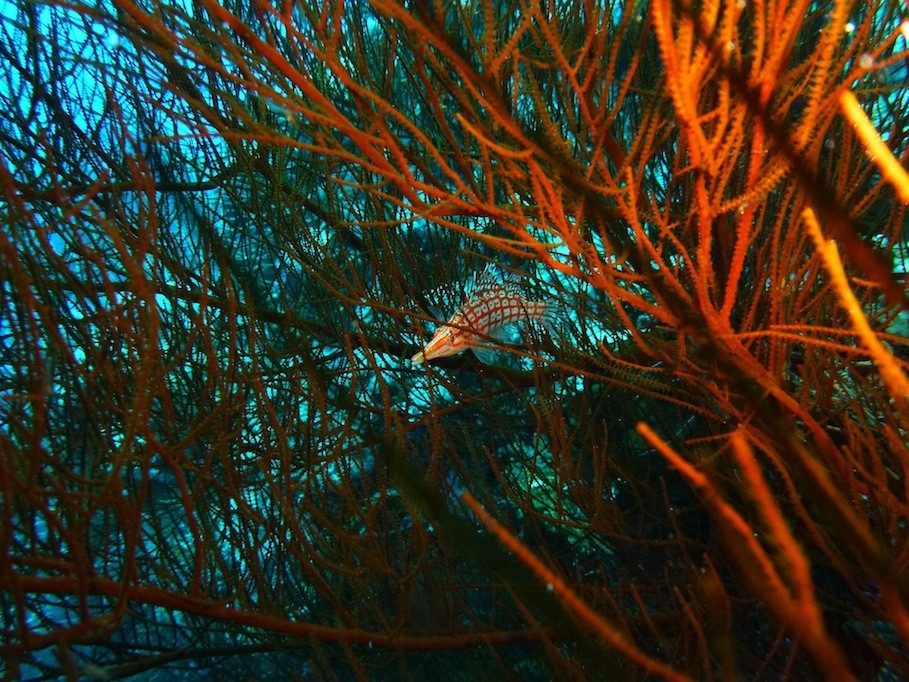 Langschnauzen - Büschelbarsch ( Longnose hawkfish )
