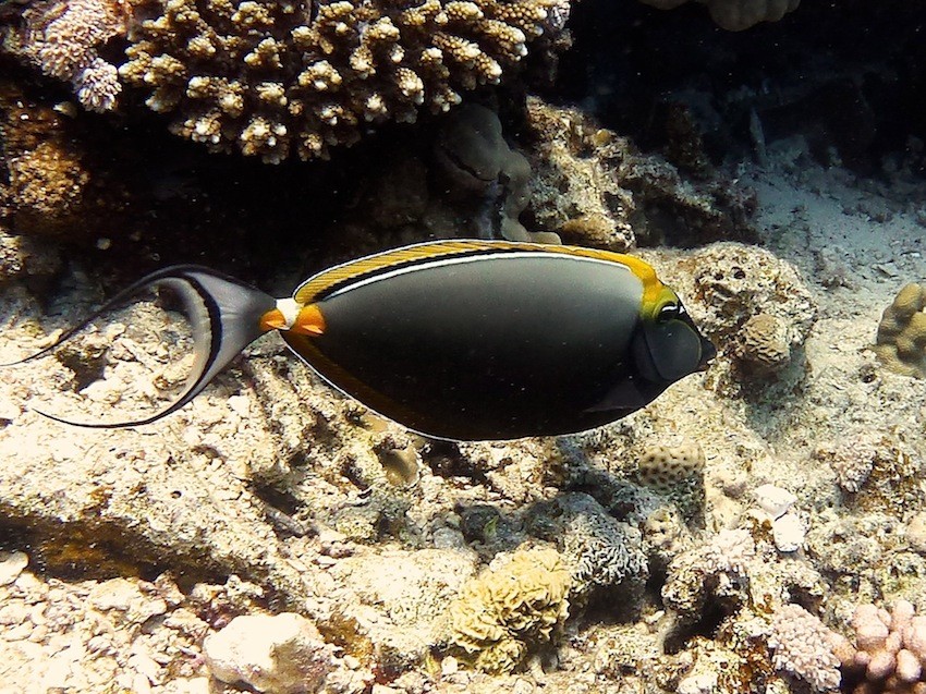 Gelbklingen - Nasendoktor ( Orangespine unicornfish )