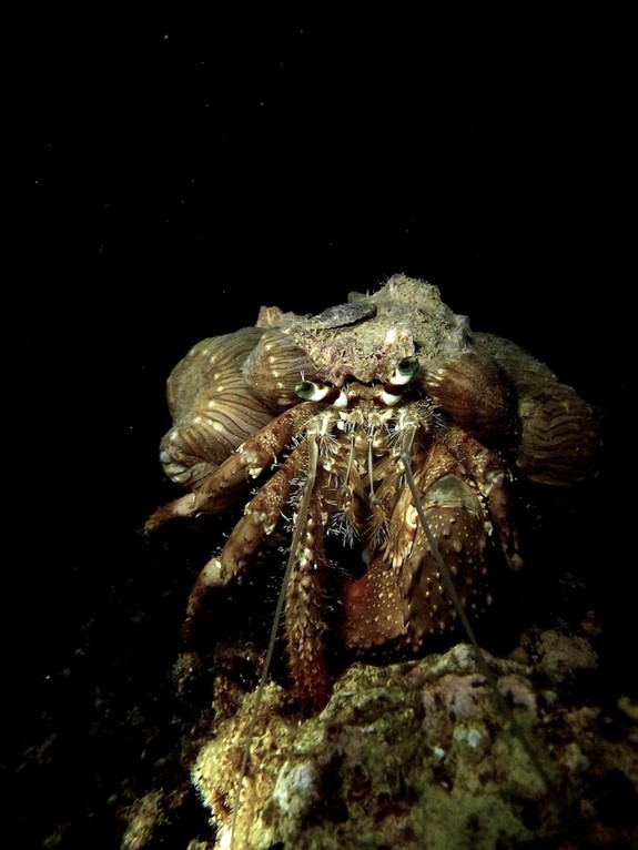 Anemonenträger ( Anemone carrier )