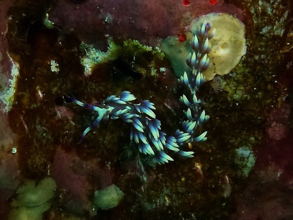 Dekor - Flabellina ( Decorated flabellina ) "Blauer Drachen"