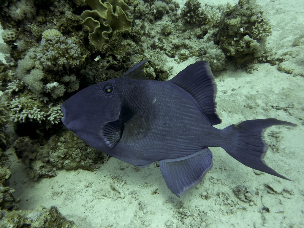 Blaustreifen Drückerfisch