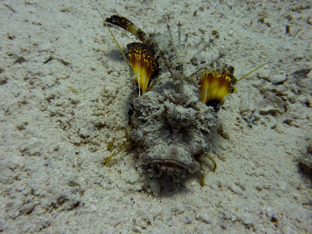 Red Sea Walkman