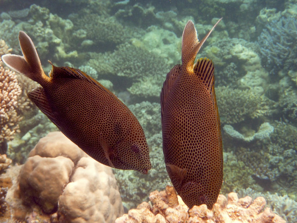 Tüpfel - Kaninchenfisch