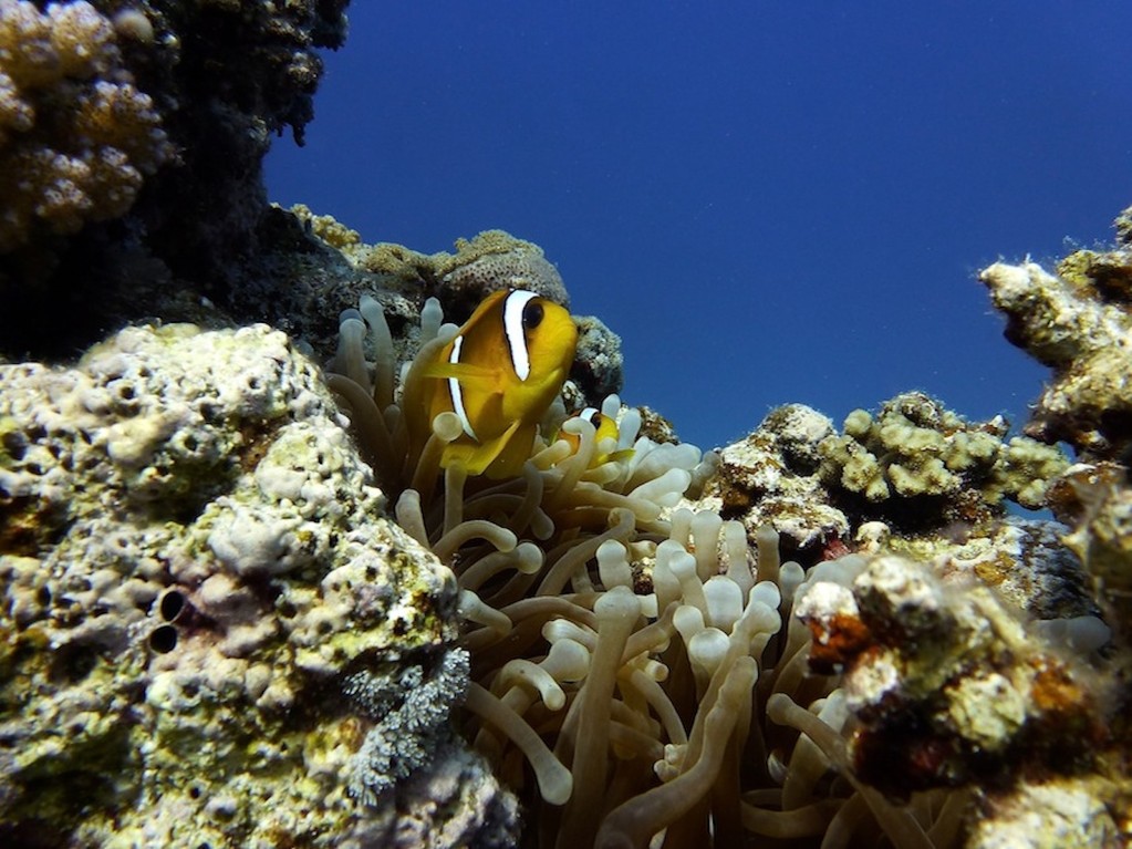 Rotmeer - Anemonenfisch ( Red Sea anemonefish )