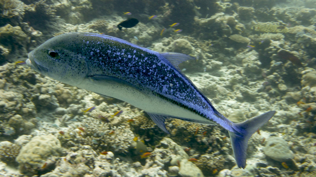 Blauflossen - Stachelmakrele