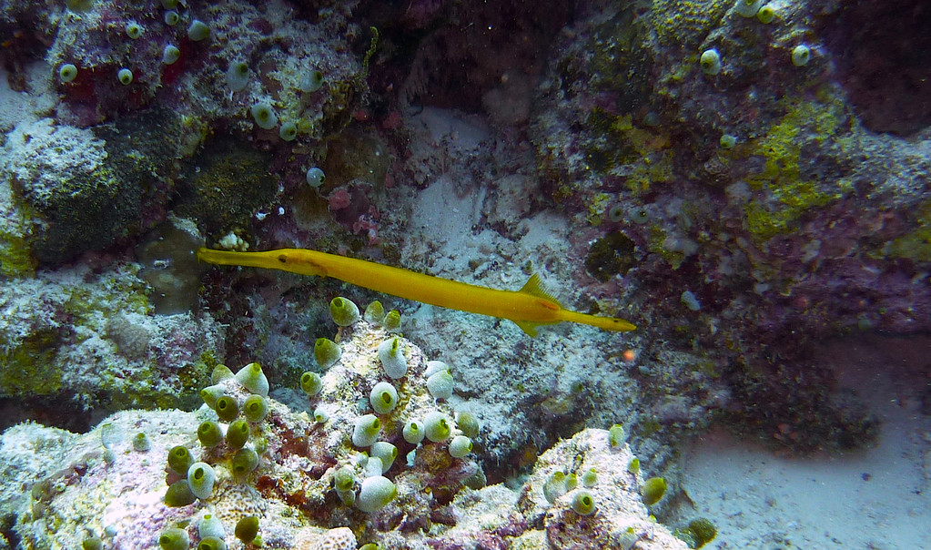 Gelber - Trompetenfisch