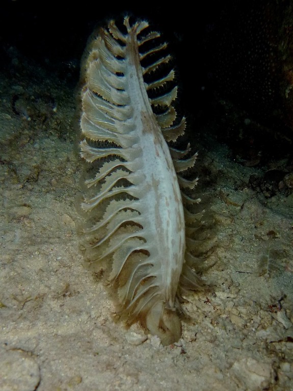 Seefeder ( Sea pen )