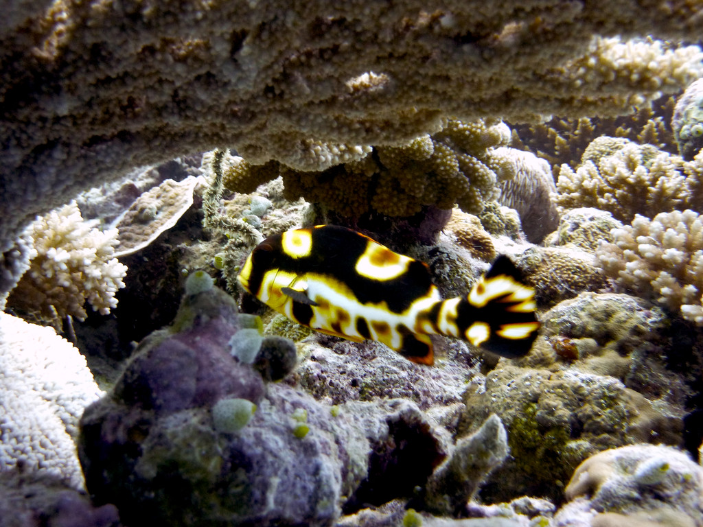 Orient - Süßlippe Jungfisch