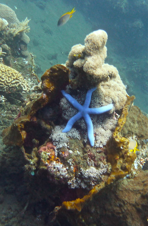 blauer Seestern