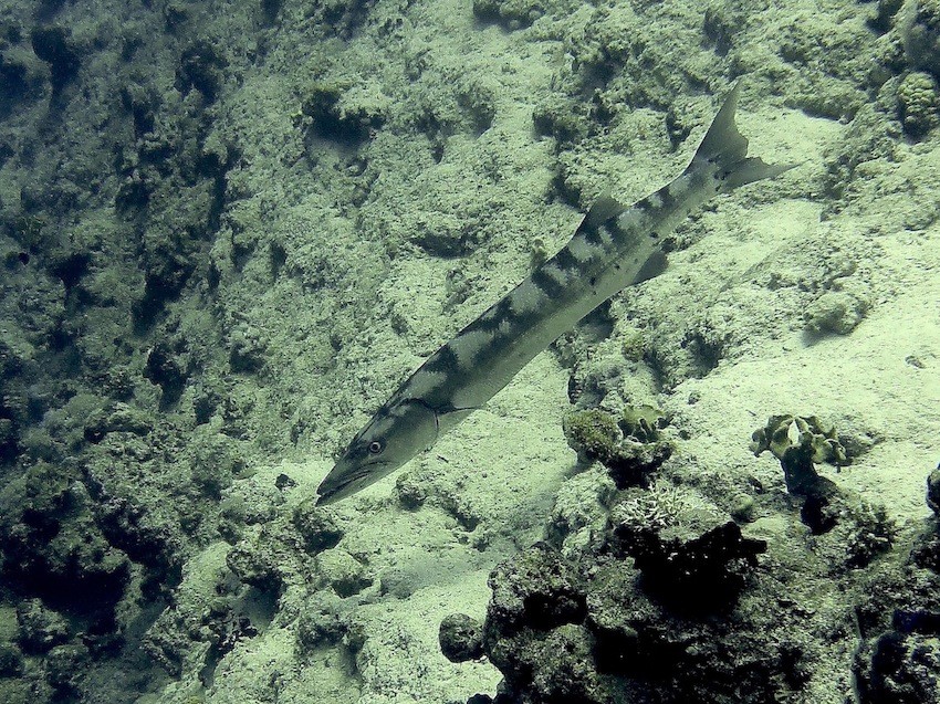 Grosser Barrakuda ( Great barracuda )