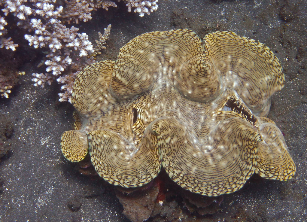 Muschel