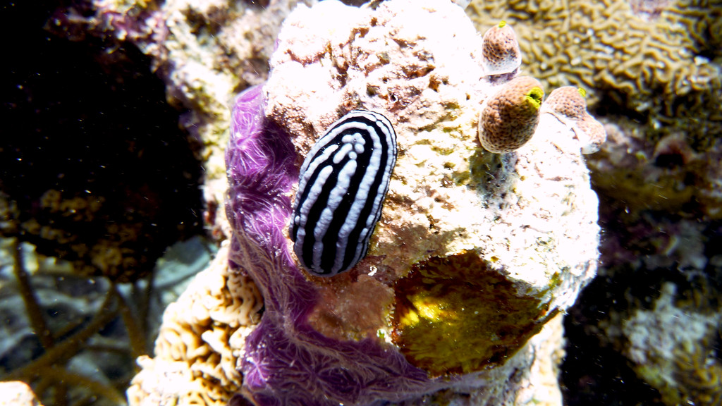 Warzenschnecke